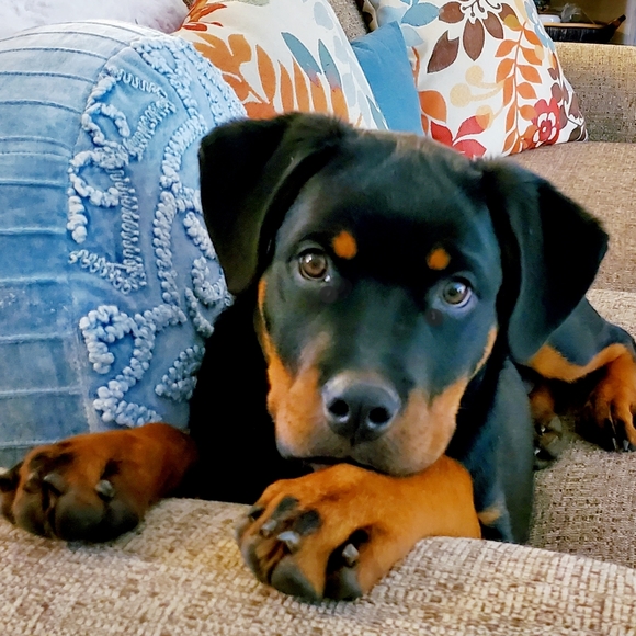 Meet your posher! Michigan native @💗it! 🌞☃🍁🌷🌊 - Picture 4 of 11